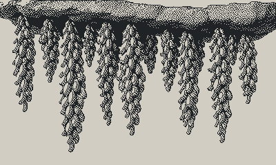 Octopus egg festoons hanging from the rock